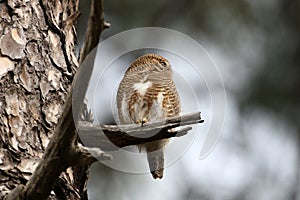 Asian barred owl