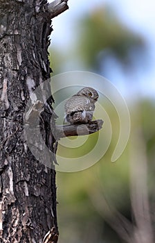 Asian barred owl