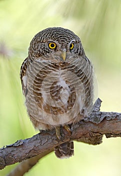 Asian barred owl