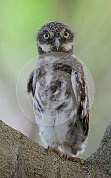 Asian Barred Owlet