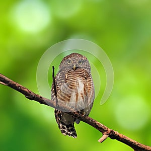 Asian Barred Owlet