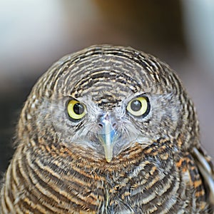 Asian Barred Owlet