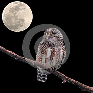 Asian Barred Owlet