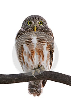 Asian Barred Owlet Bird