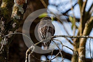 Asian Barred Owlet on the branch in the forest at Gayabari village. Himalayas photo