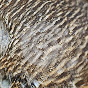 Asian Barred Owlet feathers