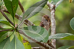 Asian Barred Owlet Glaucidium cuculoides