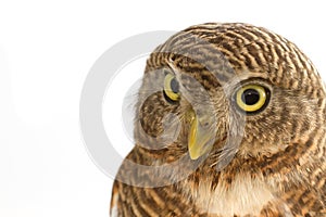 Asian Barred Owlet (Glaucidium cuculoides),