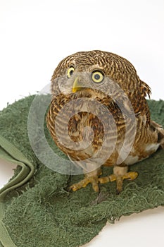 Asian Barred Owlet (Glaucidium cuculoides)