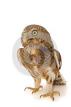 Asian Barred Owlet (Glaucidium cuculoides)