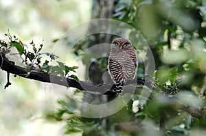 Asian barred owlet Glaucidium cuculoides