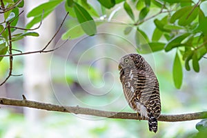 Asian barred owlet or Glaucidium cuculoides.
