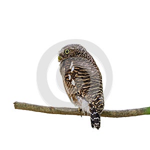 Asian barred owlet or Glaucidium cuculoides.