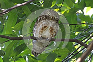 Asian barred owlet Glaucidium cuculoides Beautiful Birds of Thailand