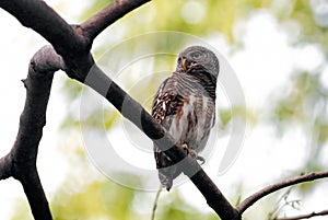 Asian barred owlet Glaucidium cuculoides Beautiful Birds of Thailand perching on the tree