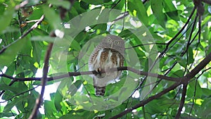 Asian barred owlet Glaucidium cuculoides Cute Birds of Thailand