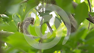 Asian Barred Owlet (Glaucidium cuculoides) hiding behind tree leaves.