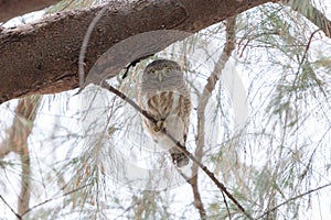 Asian Barred Owlet (Glaucidium cuculoides) perching on a branch.