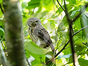 Asian barred owlet perched on a tree branch