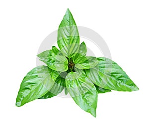 Asian Basil