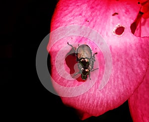 Asian Beatle beetle on red flower