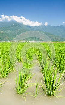 Asian beautiful farm with mountain far away