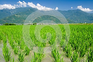 Asian beautiful farm with mountain far away