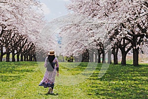 Asian beautiful young woman walking in green grass garden with sakura and cherry blooming tree landscape background.Concept of