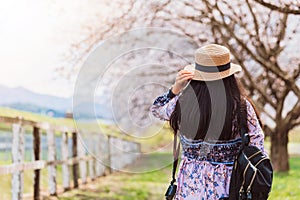 Asian beautiful young woman walking in green grass garden with sakura and cherry blooming tree landscape background.Concept of