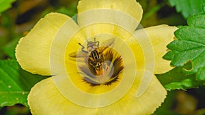 Asian Bee Apis sp collecting nectars on yellow flower. Bee on flower. photo