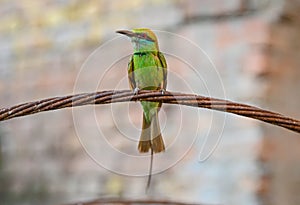 Asian bee eater bird sitting on wire closeup - nature art concept