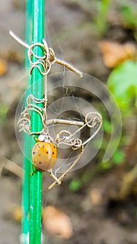 Asian beetle, lady bug