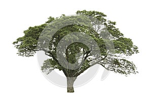 Asian big tree on a white background