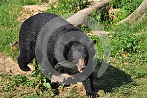 Asian black bear