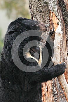 Asian black bear