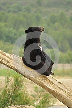 Asian black bear