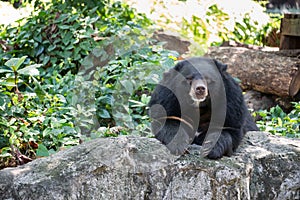 Asian black bear