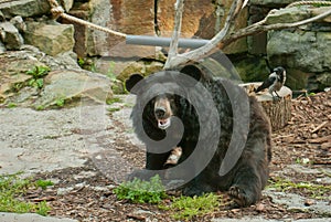 Asian Black Bear