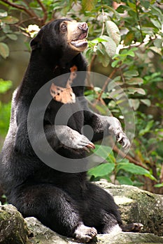 Asian black bear.