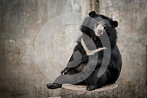 Asian black bear, asiatic black bear (selenarctos thibetanus)