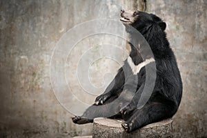 Asian black bear, asiatic black bear (selenarctos thibetanus)