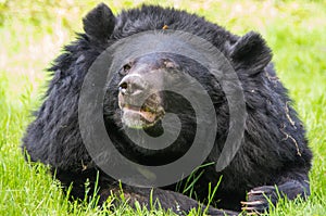 Asian black bear close-up