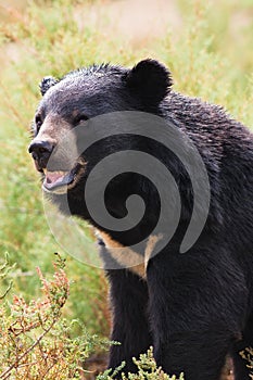 Asian Black Bear portrait