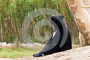 Asian Black Bear sit resting