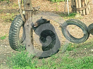 Asian black bear Ursus thibetanus