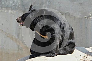 Asian black bear