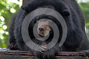 Asian black bear Ursus thibetanus Close up Head