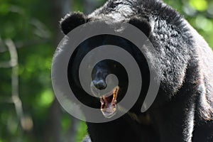 Asian black bear (Ursus thibetanus) in Huai Kha Khaeng Wildlife Sanctuary, Thailand