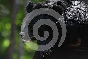 Asian black bear (Ursus thibetanus) in Huai Kha Khaeng Wildlife Sanctuary, Thailand