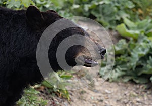 Asian black bear (Ursus thibetanus) at Pairi Daiza Zoo in Belgium